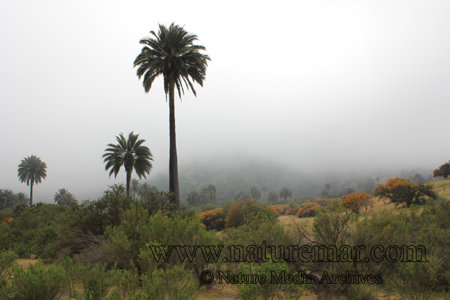 Jubaea chilensis