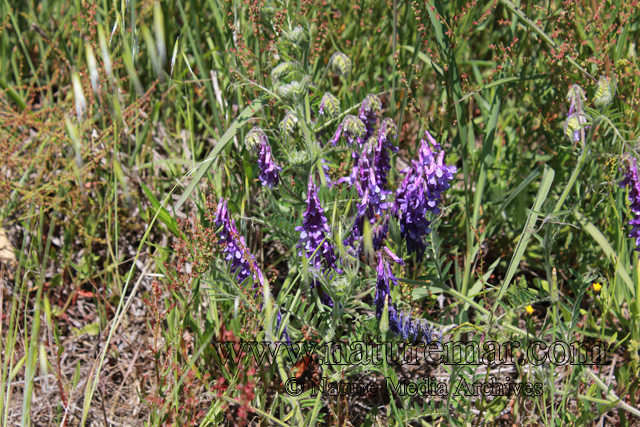 Vicia villosa