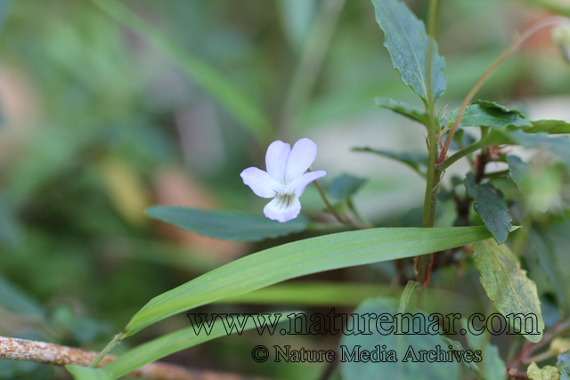 Viola portalesia