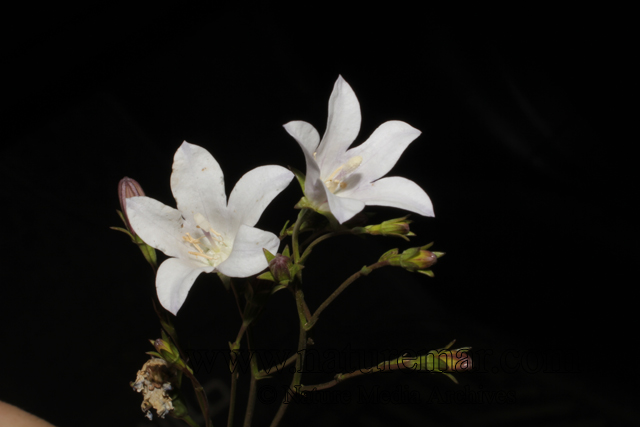 Wahlenbergia linarioides (Lam.) A.DC.