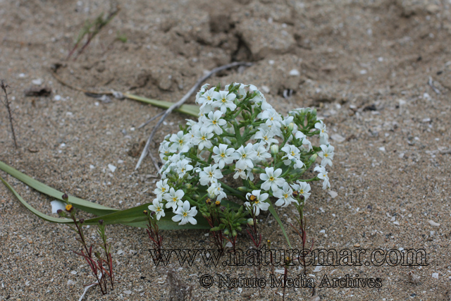 Zephyra elegans