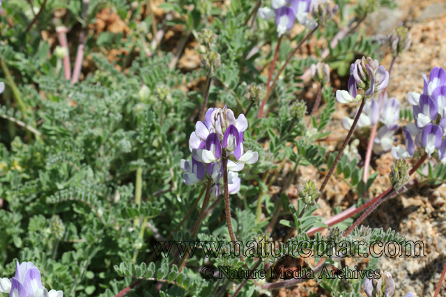 Astragalus amatus Clos