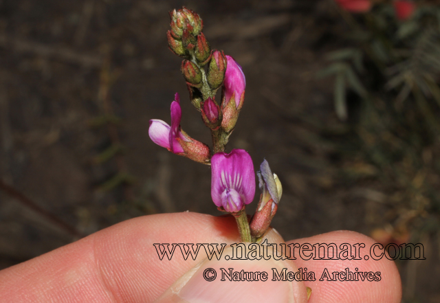 Astragalus curvicaulis