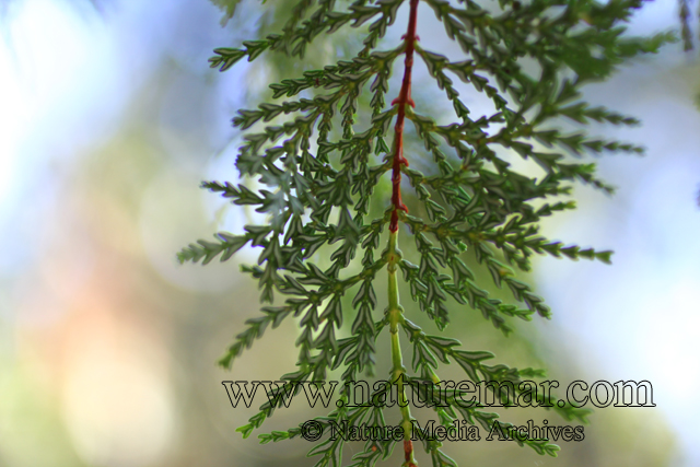 Austrocedrus chilensis