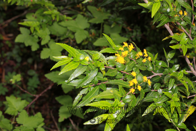 Azara lanceolata