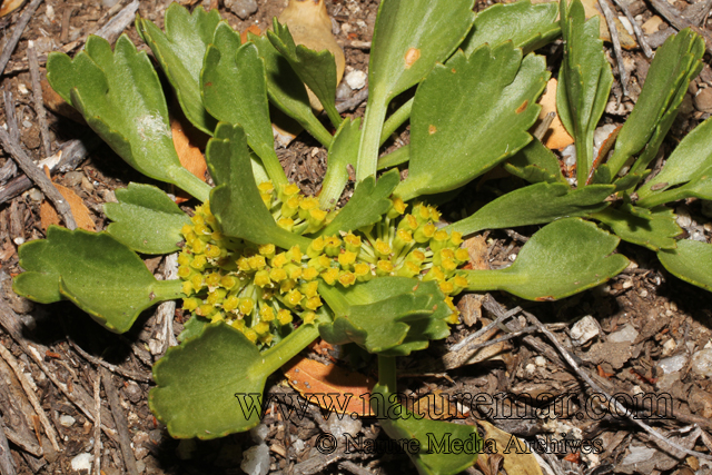 Azorella diversifolia