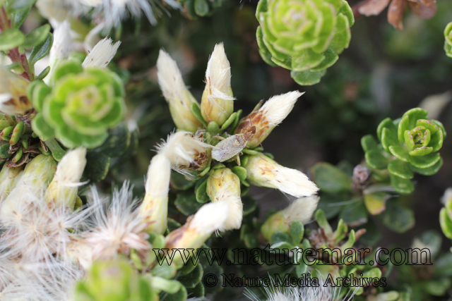 Baccharis magellanica