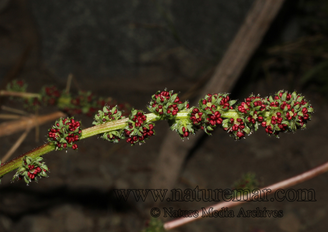 Acaena pinnatifida