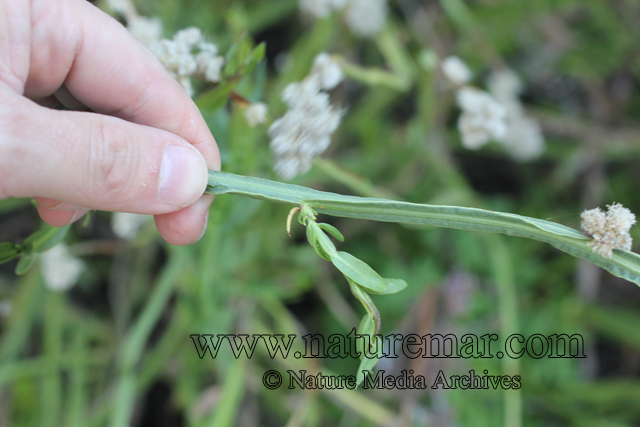 Baccharis sagittalis (Less.) DC