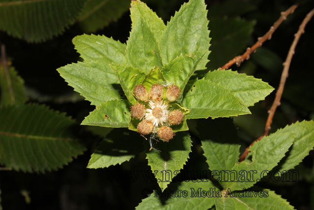 Baccharis sphaerocephala