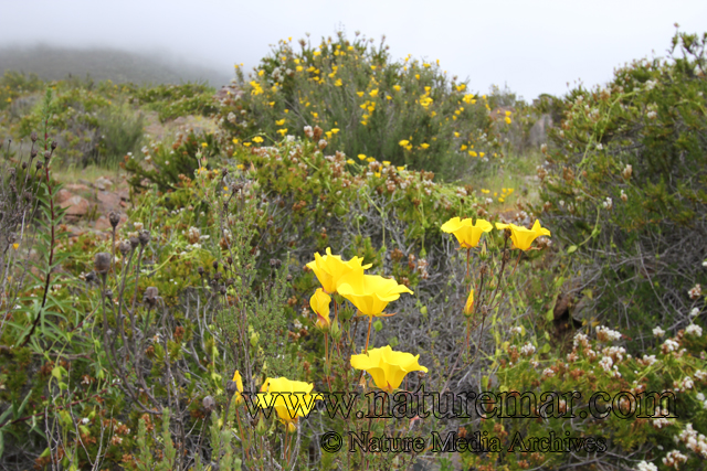 Ledocarpaceae