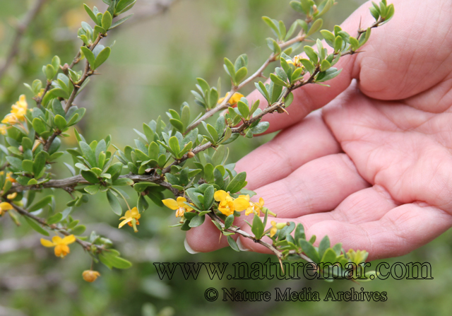 Berberis montana