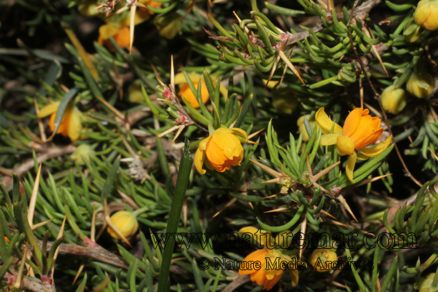 Berberis empetrifolia