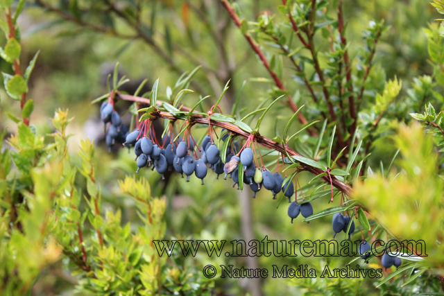 Berberis trigona