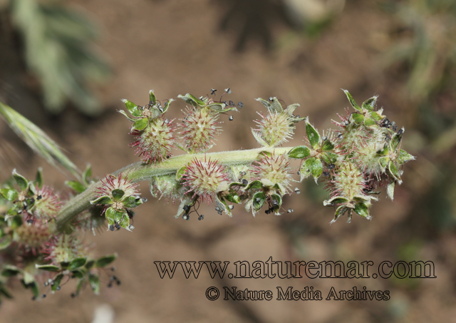 Acaena splendens