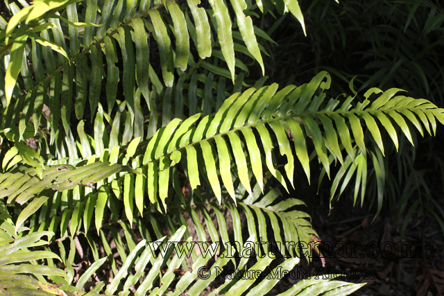 Blechnum magellanicum