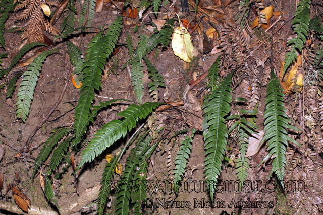 Blechnum mochaenum