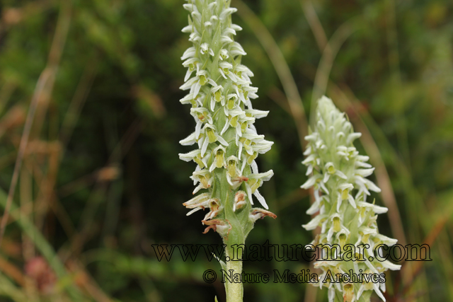 Brachystele unilateralis (Poir.) Schltr