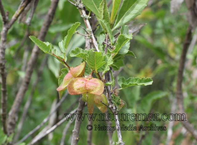 Bridgesia incisifolia