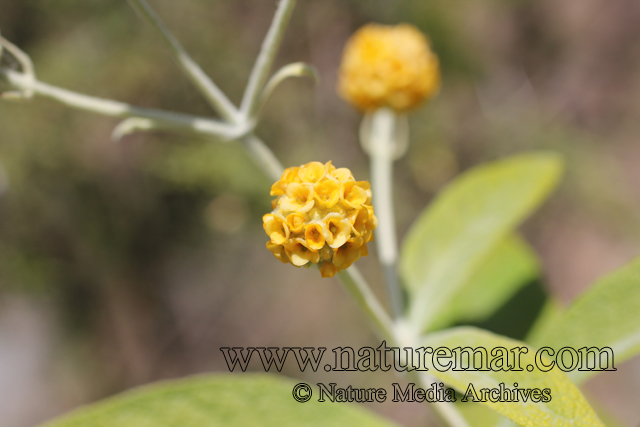 Buddleja globosa