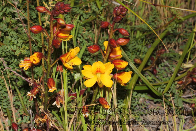 Caesalpinia angulata (Hook & Arn.)