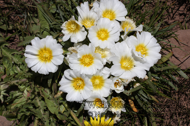 Calandrinia affinis