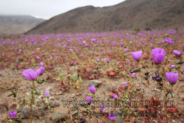 Calandrinia longiscapa