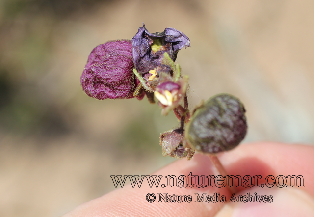 Calceolaria arachnoidea