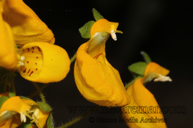 Calceolaria corymbosa