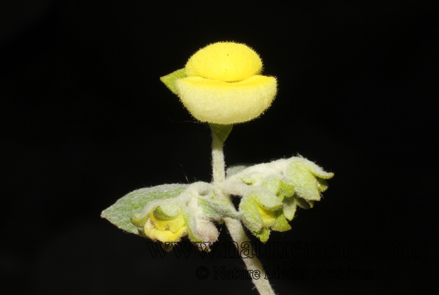 Calceolaria polifolia Hook