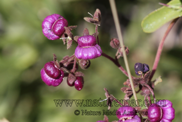 Calceolaria purpurea