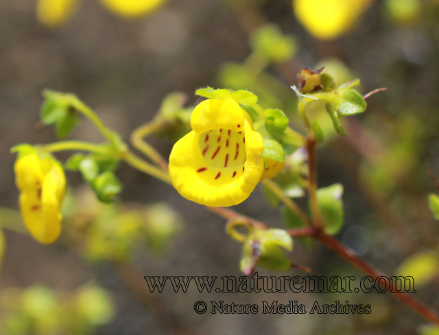 Calceolaria tenella