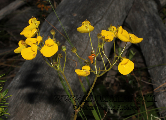 Calceolaria valdiviana