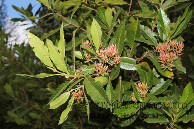 Cunoniaceae
