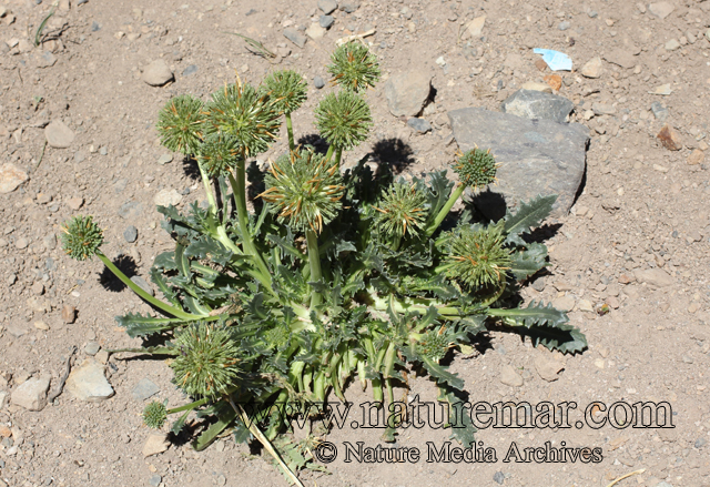 Calycera herbacea