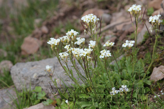 Cardamine glacialis