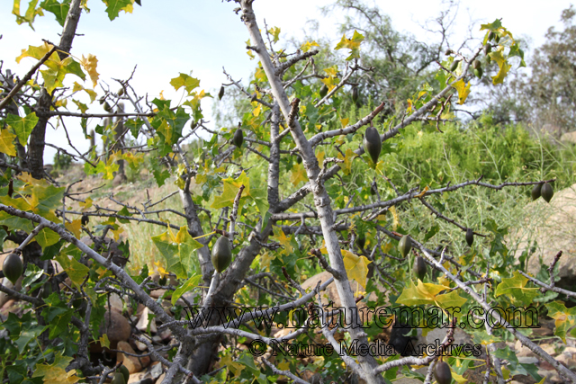 Carica chilensis (Planch. ex A. DC.) Solms