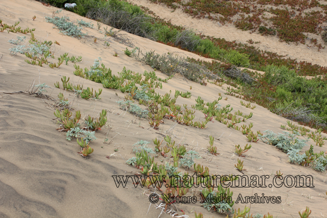 Carpobrotus aequilaterus (Haw.) N.E. Br