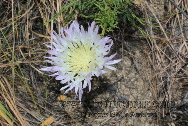 Cenataurea chilensis