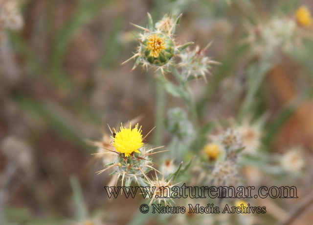 Centaurea solstitialis