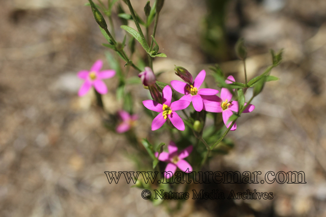 Centaurium cachanlahuen (Mol.)B.L