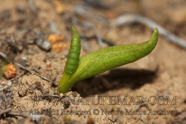 Ophioglossaceae