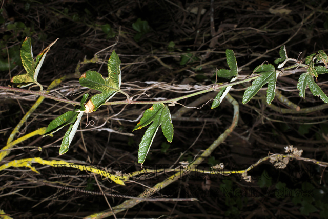 					View Passifloraceae
				