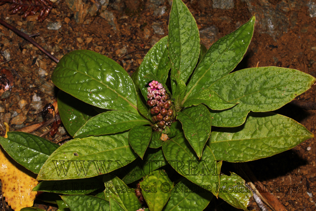 Phytolaccaceae