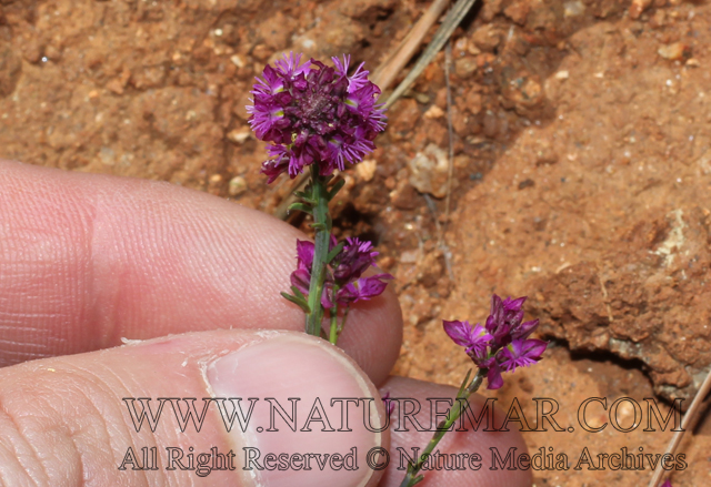 Polygalaceae