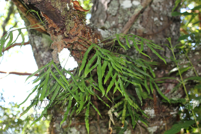 Polypodiaceae