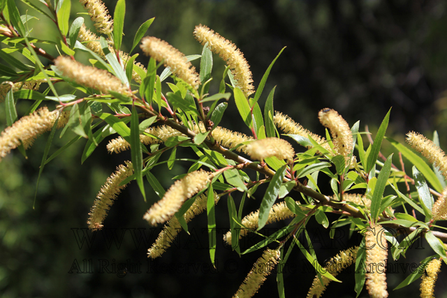 Salicaceae