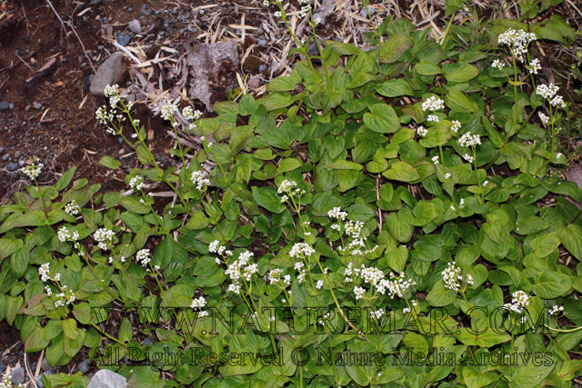 Valerianaceae