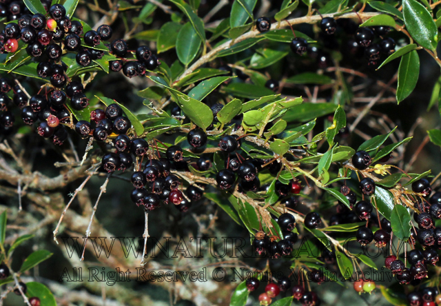 Myrtaceae