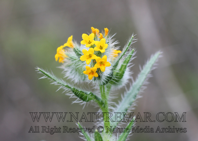 Boraginaceae